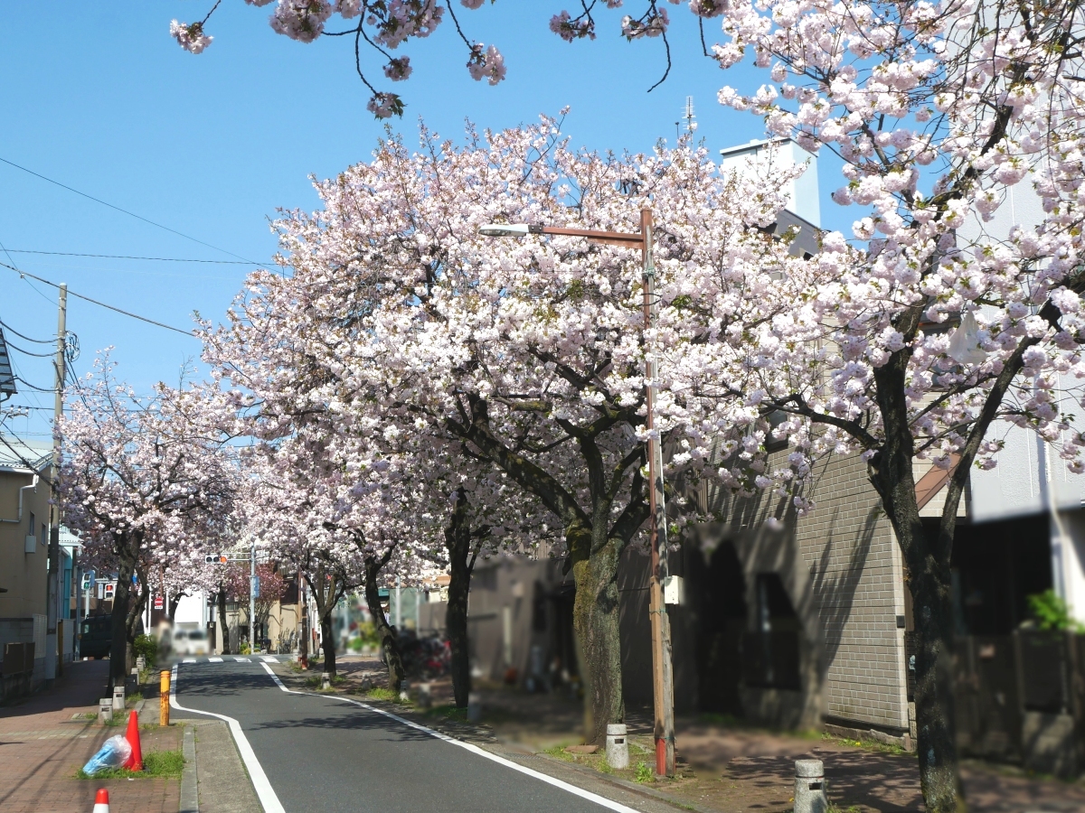 薄ピンクの雲が広がるような光景