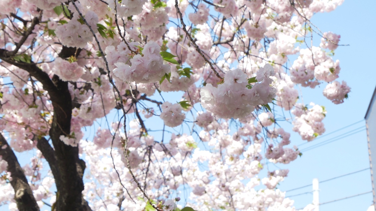 葛飾区】まだ間に合う桜並木のお花見散歩！立石の「かわばた