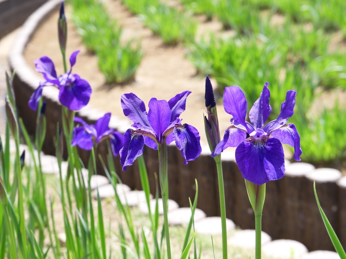菖蒲田のふちに咲く青紫色のアヤメ