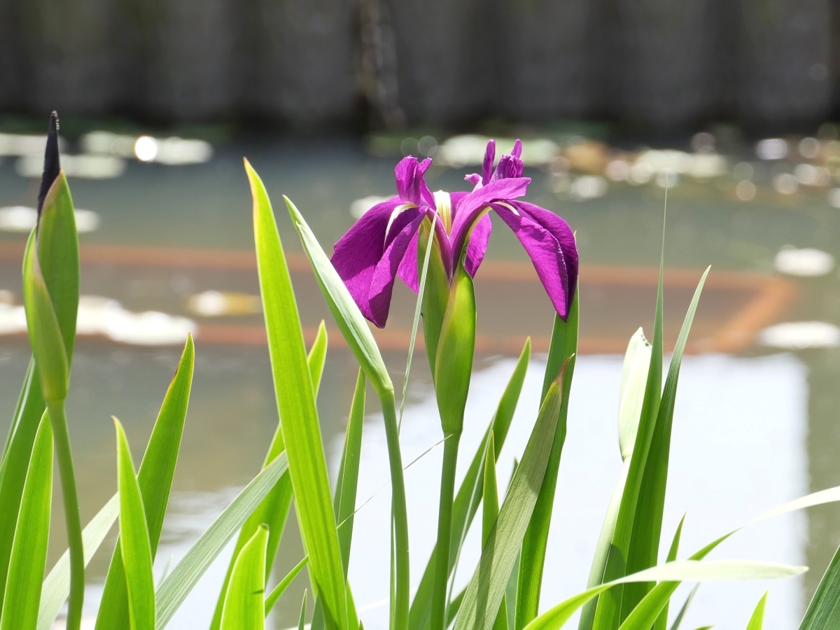 池の中に咲く赤紫のカキツバタ