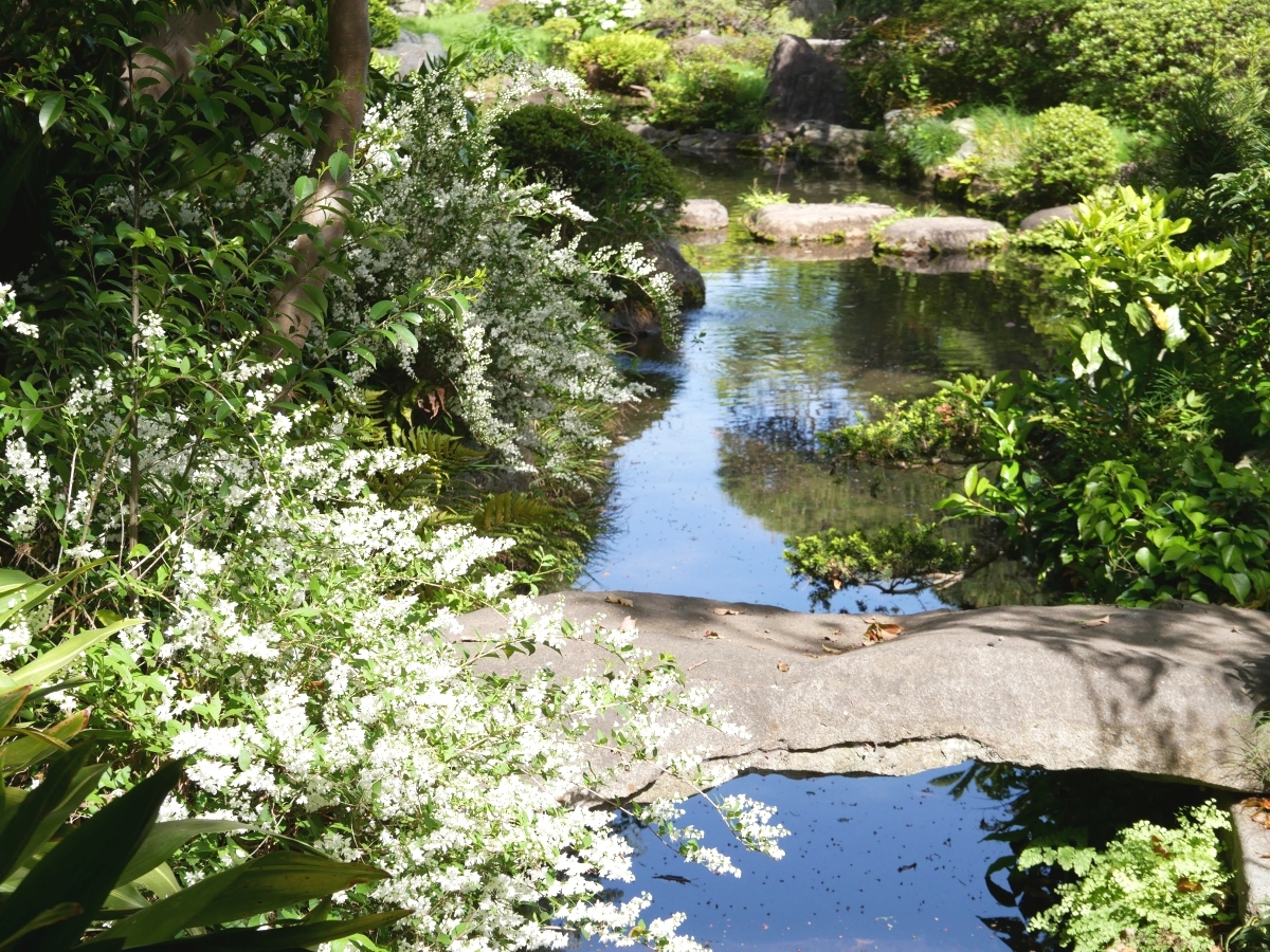 ヒメウツギの白い花が池を彩る