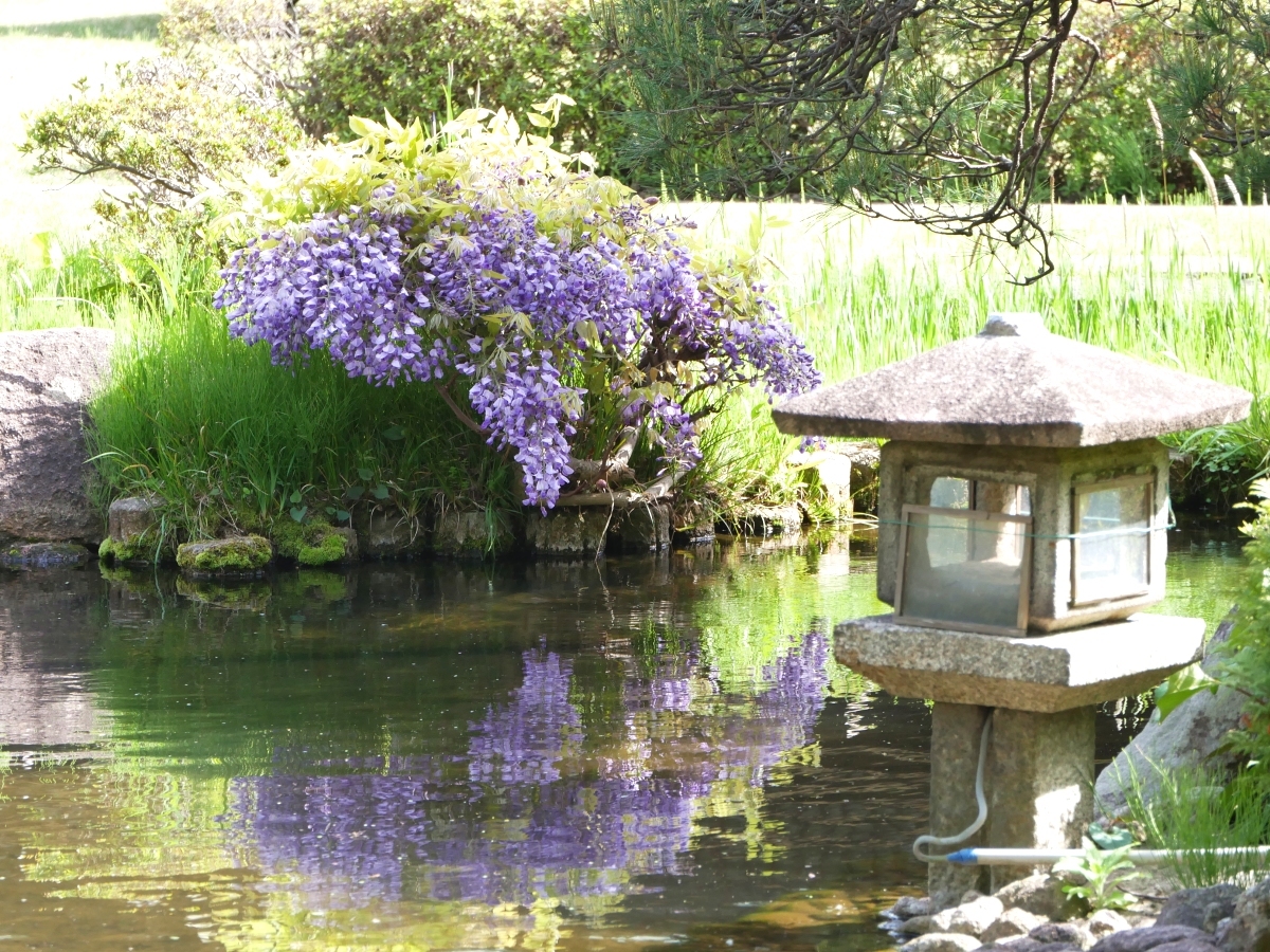 池に姿を映す藤の花