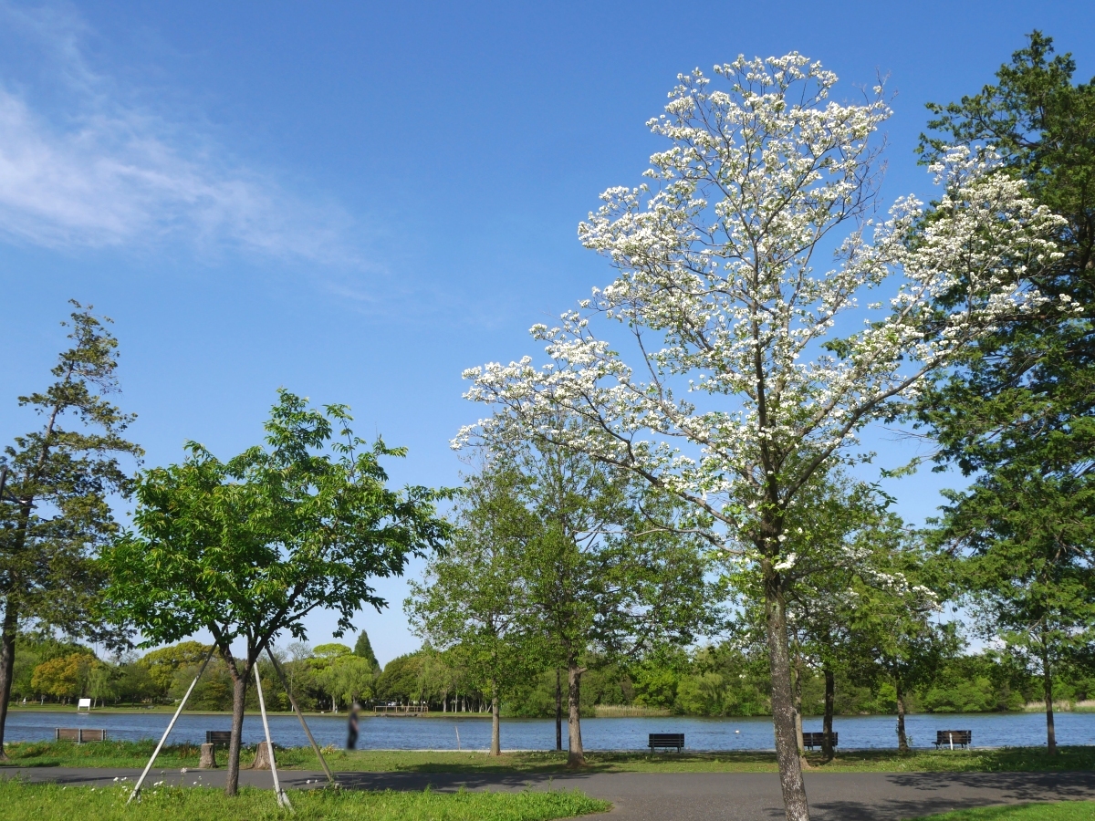 新緑の木々に映えるハナミズキの白い花