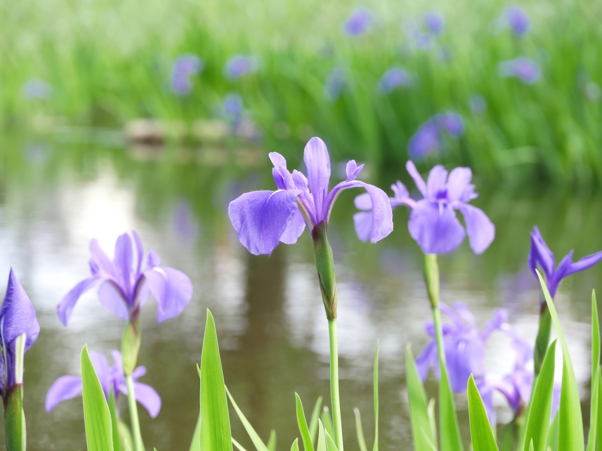 青紫色が目を引くカキツバタ。対岸付近にも花が並ぶ