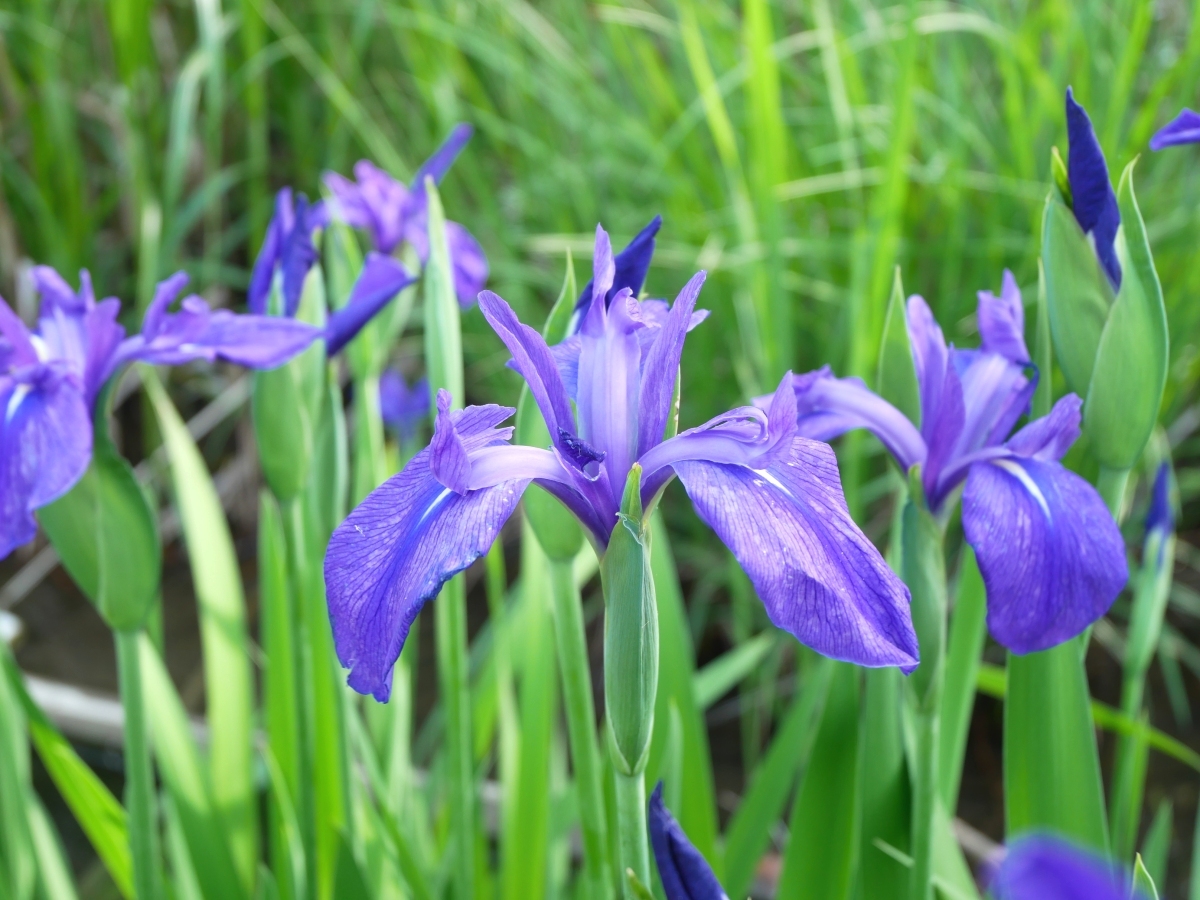 間近で眺める青紫の花が艶やか