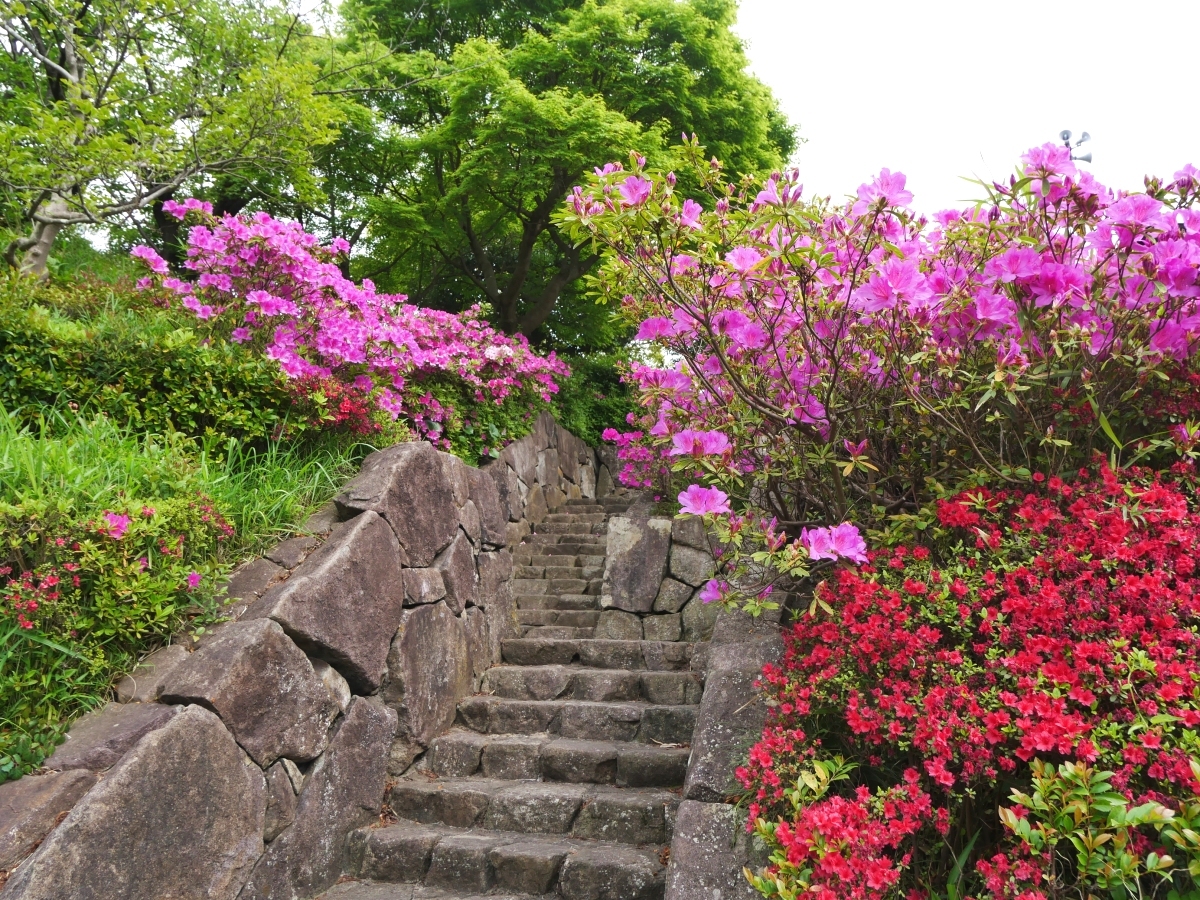 ツツジに彩られた石積みの階段。右の赤い花は霧島ツツジ