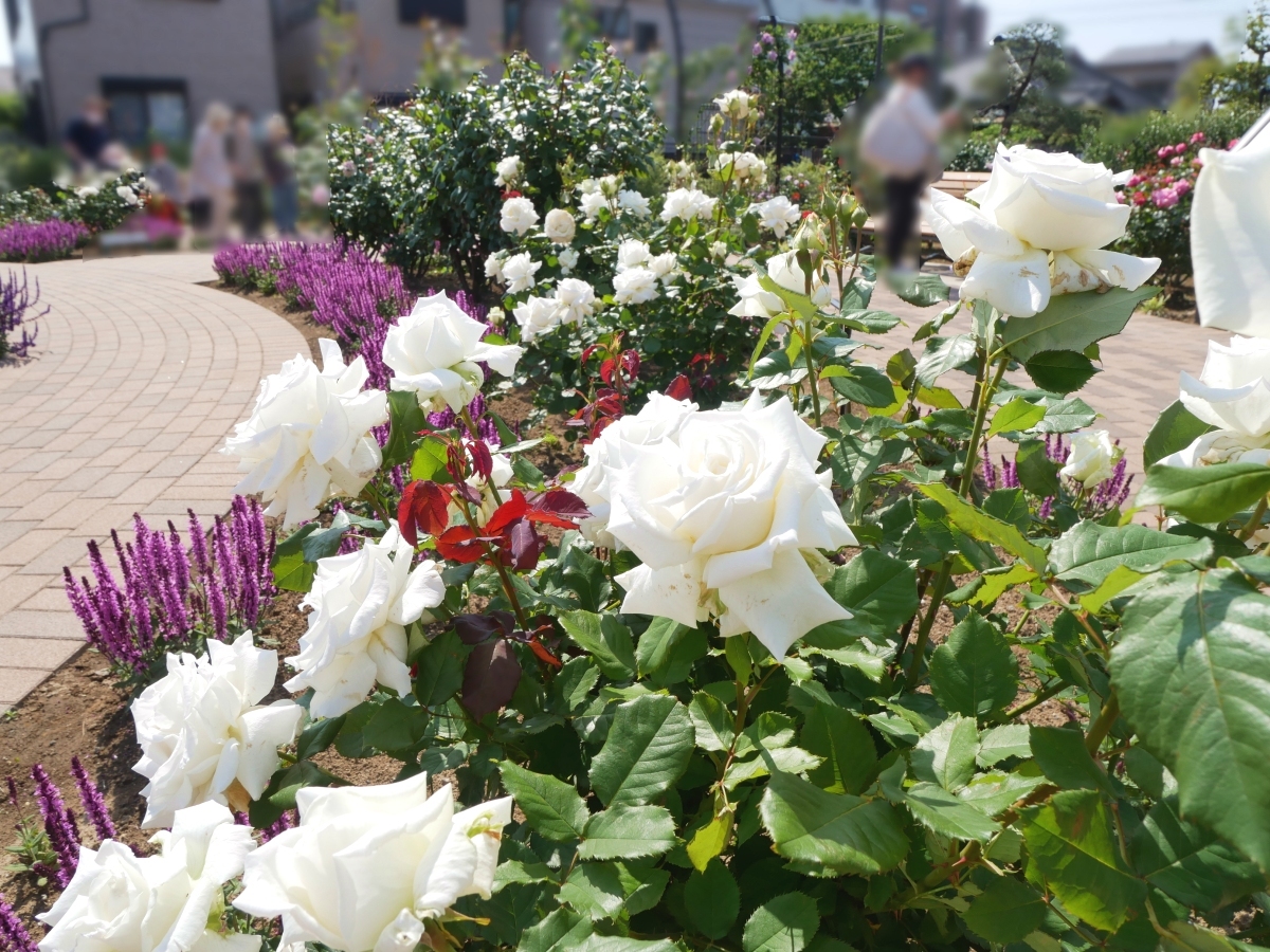 ガゼボの周囲に咲く白いバラ「ヨハネパウロ2世」