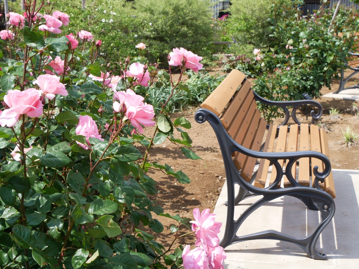 ピンクのバラ「クイーン エリザベス」のそばにあるベンチ