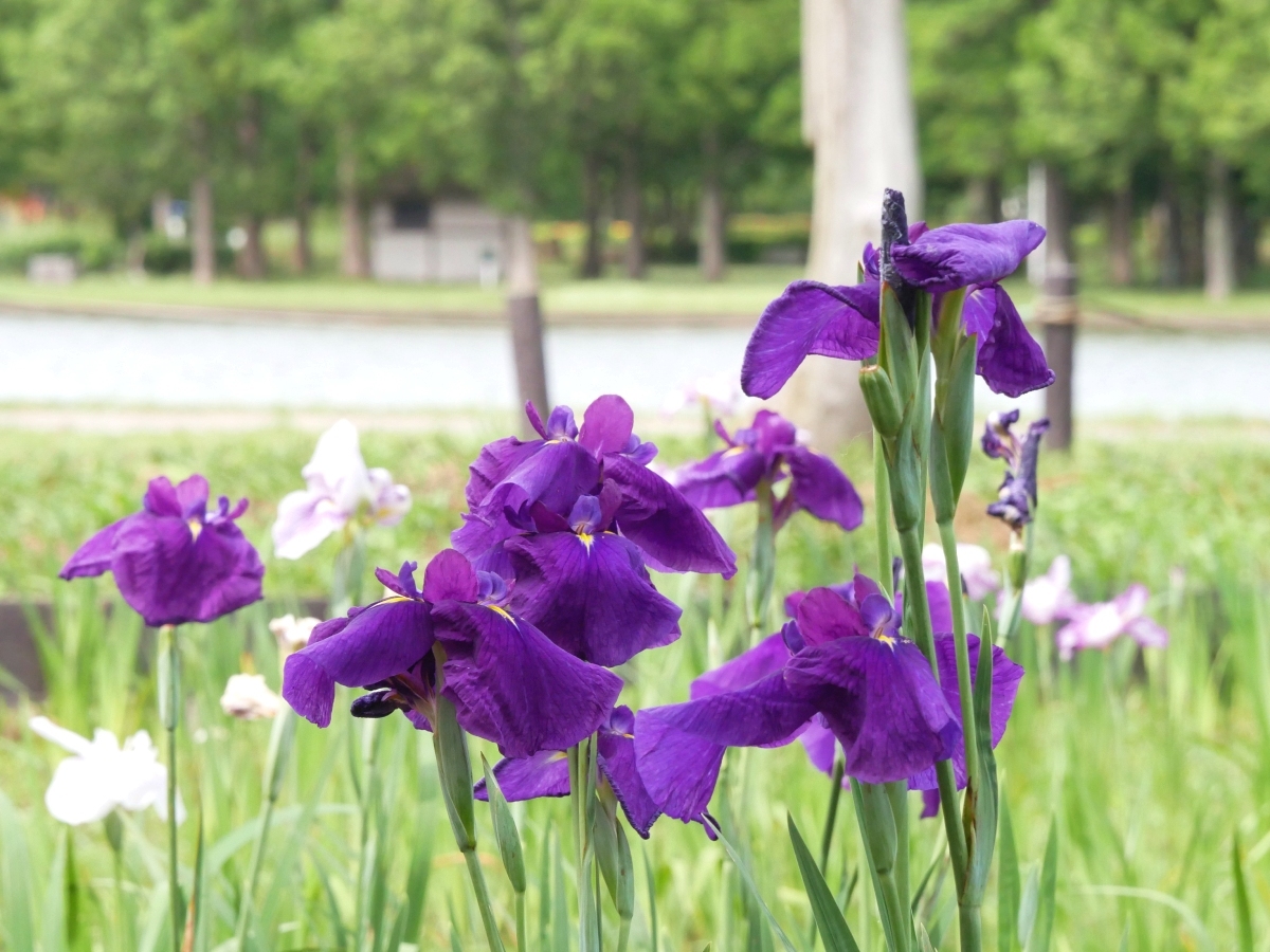 小合溜の水景色に映える2号田の花菖蒲