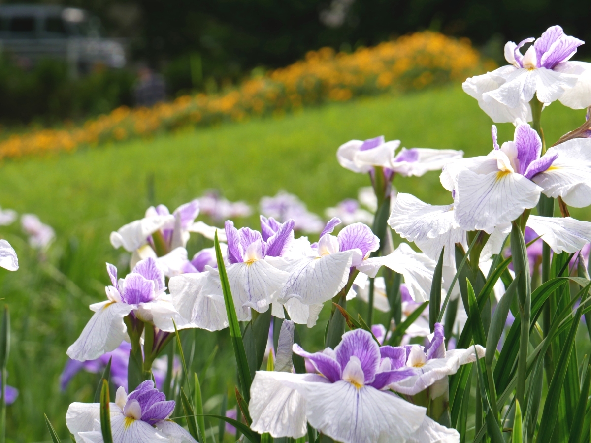 6号田の花菖蒲と背後に咲く金糸梅