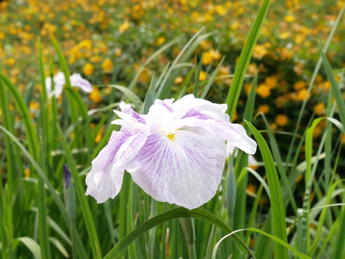 たおやかな花菖蒲が金糸梅の黄色に映える