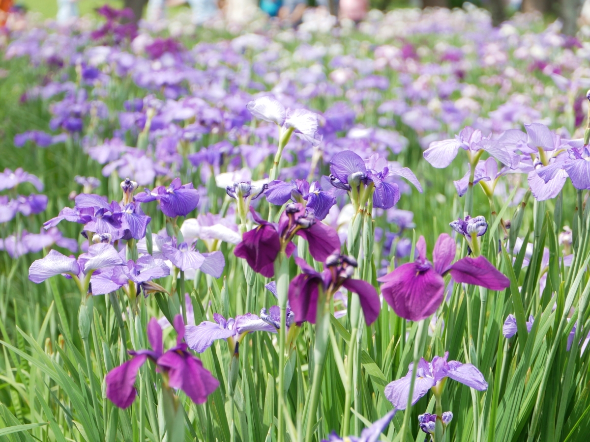 密集して花菖蒲が咲く7号田