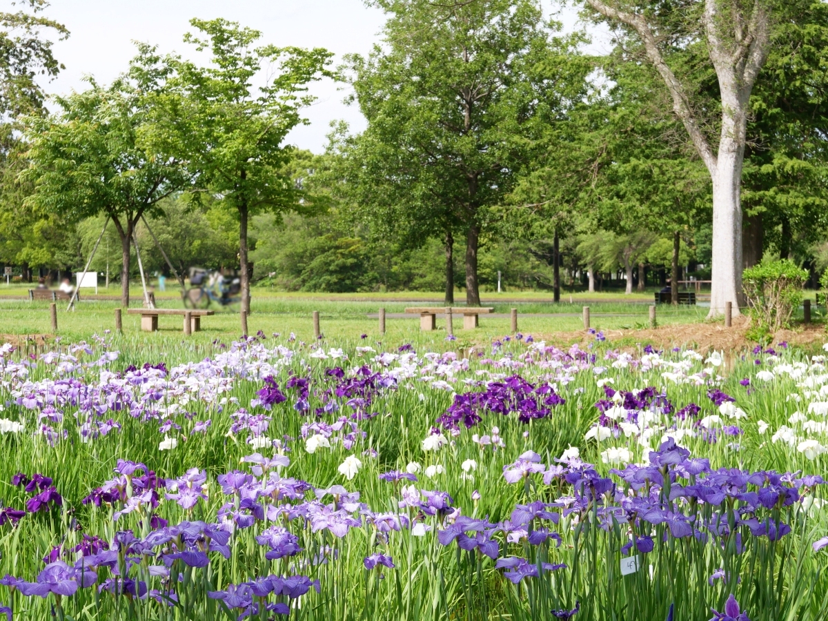 新緑に映える水元公園のはなしょうぶ園