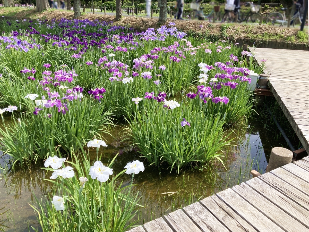 八つ橋のかたわらで咲く15号田の花菖蒲