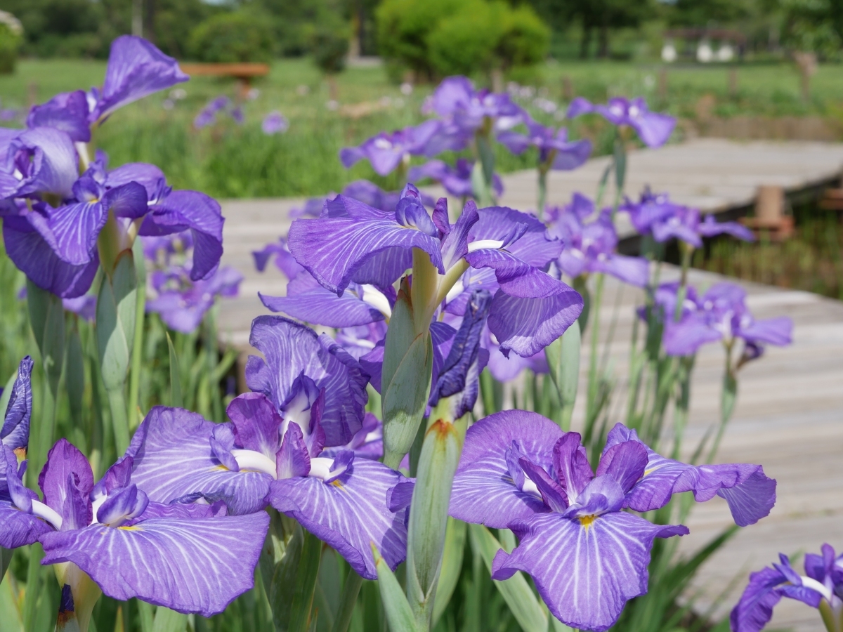 14号田の花菖蒲と折れ曲がる八つ橋