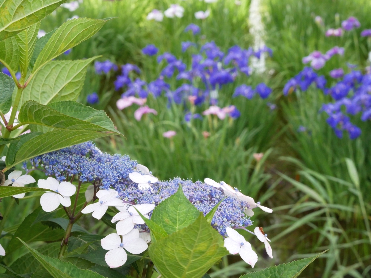 15号田周辺の紫陽花と花菖蒲のコラボ写真