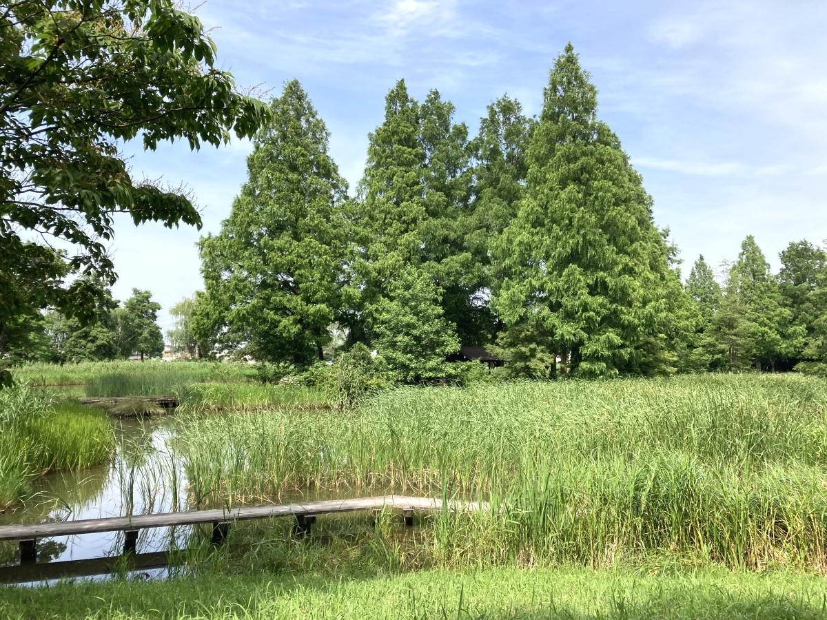 池に木道が架かる水生植物園