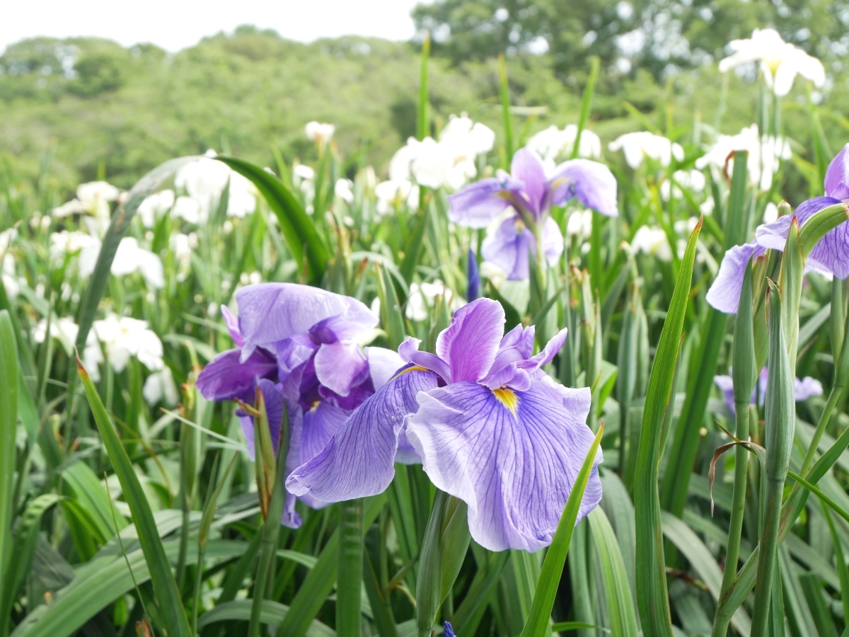 艶やかに咲く薄紫と白の花菖蒲