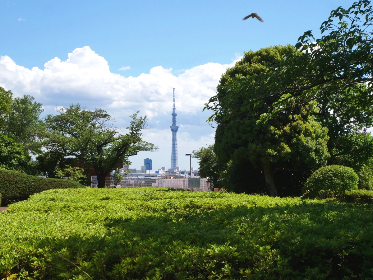 木々の向こうに東京スカイツリーをのぞむ園内