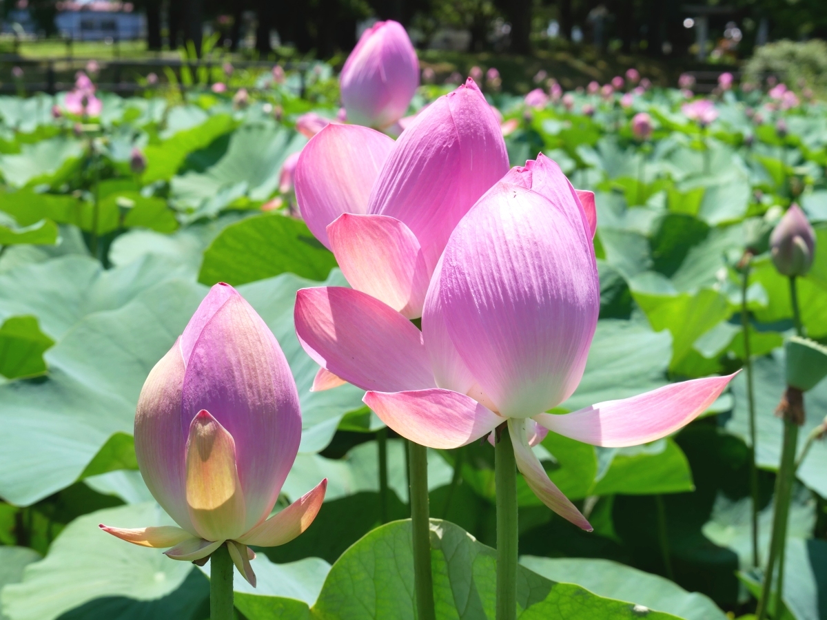 ハス池を彩る大きな花々
