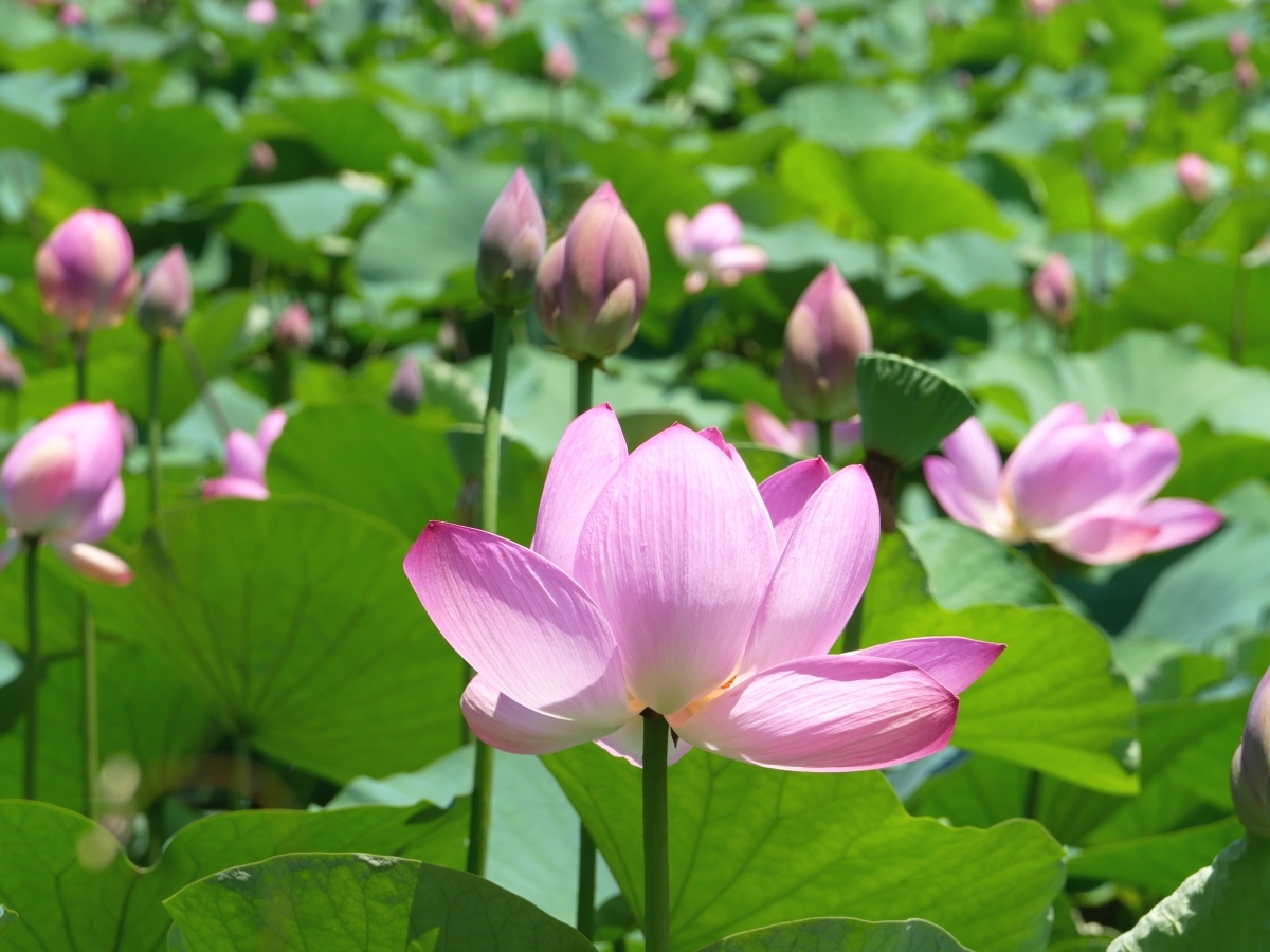 池の中央部で咲く花もよく目立つ