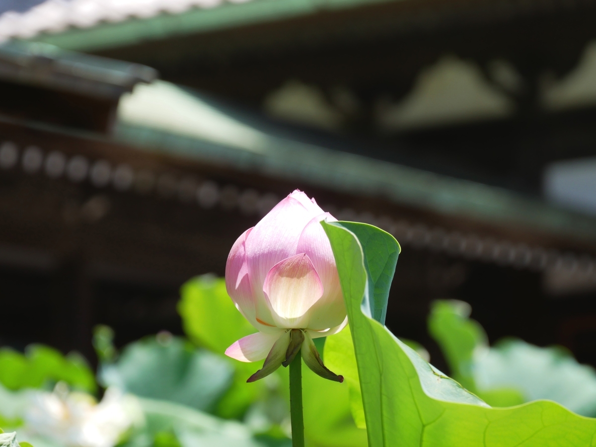 繊細な花色が本堂に映える