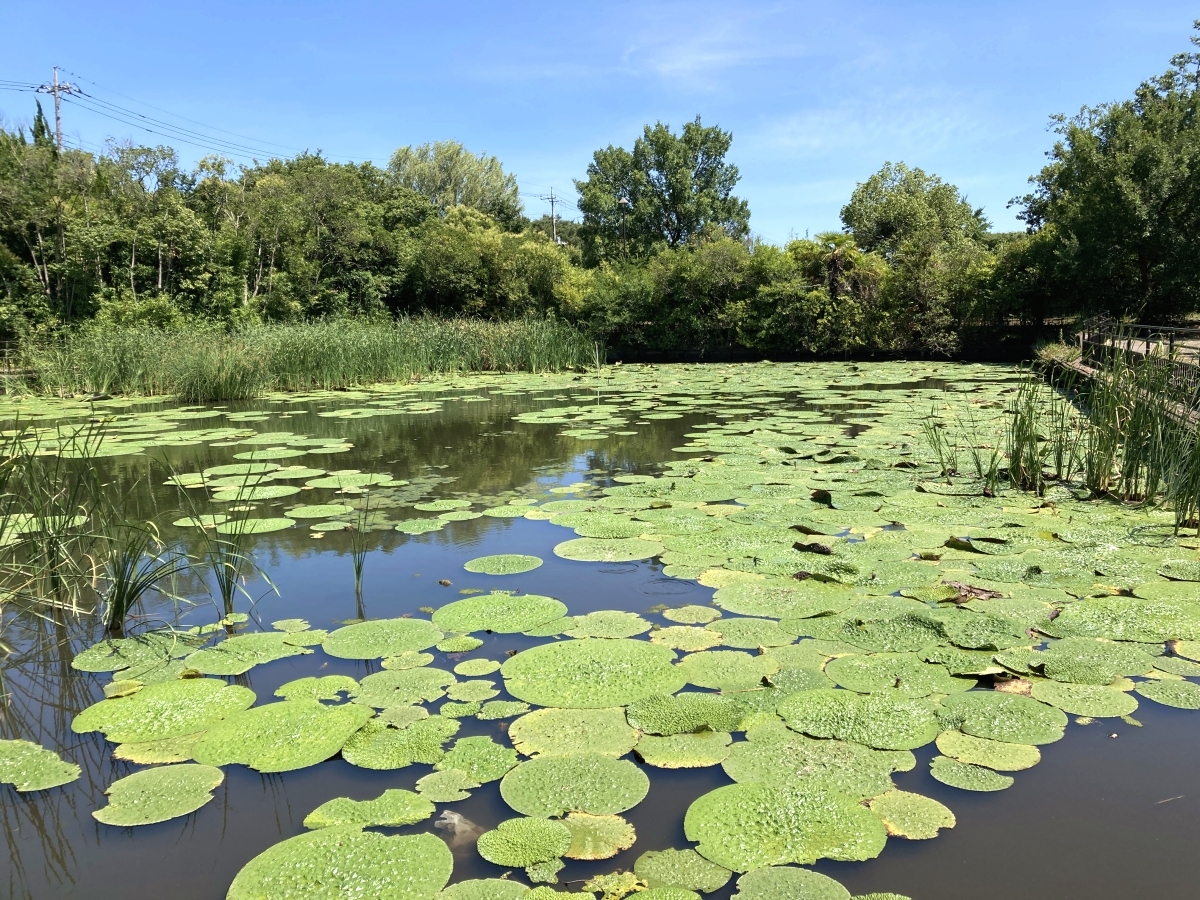 巨大なオニバスの葉が浮かぶ、奥の池の水面