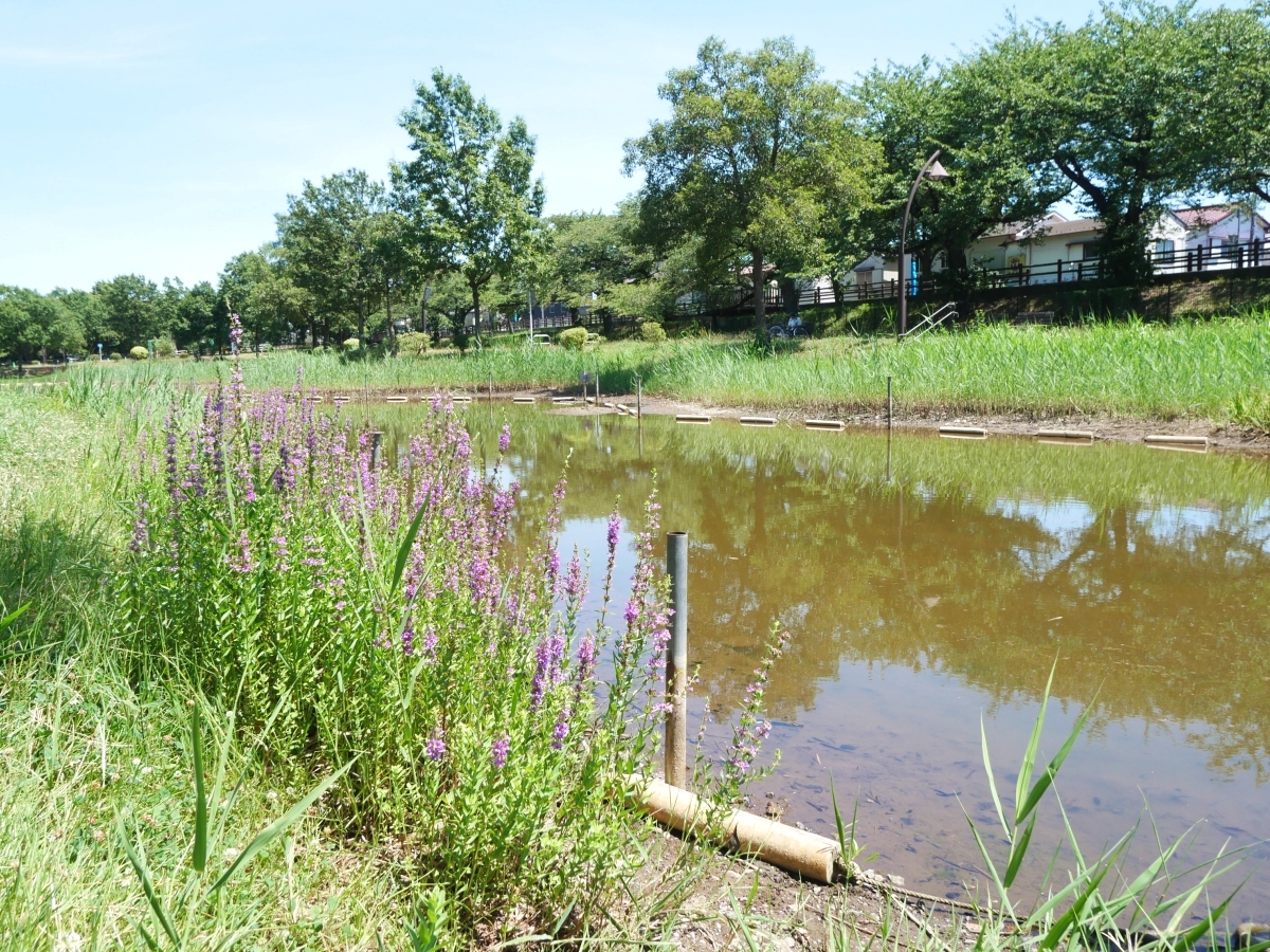 水元公園の散策池