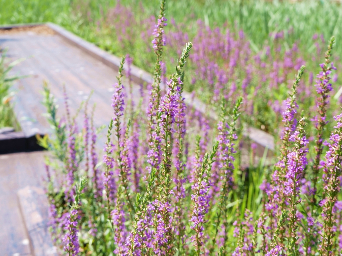 ボードウォークのかたわらを染めるミソハギの花々