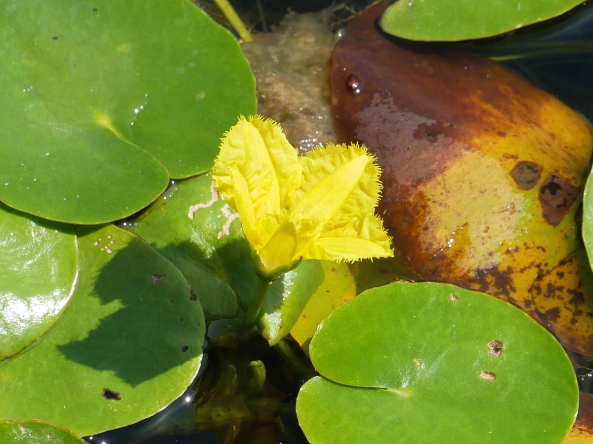 花びらのふちのギザギザが繊細