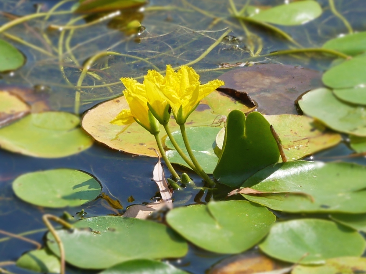 3つ並んで咲くアサザの花