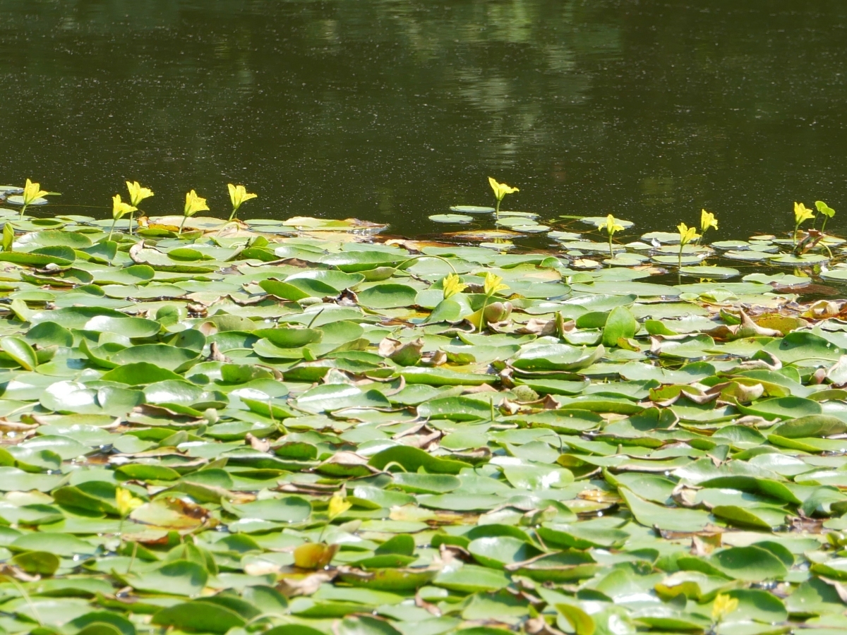 密集する葉の外側で、多くの花が咲いています