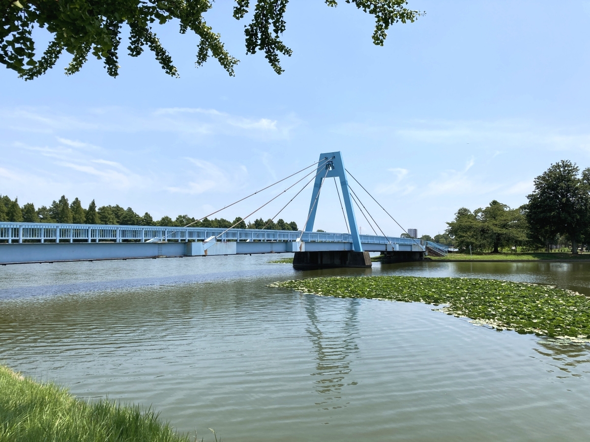 葛飾区】水に浮かぶ白いスイレンの花が涼しげ…水元公園の小合溜 葛飾区】水に浮かぶ白いスイレンの花が涼しげ…水元公園の小合溜