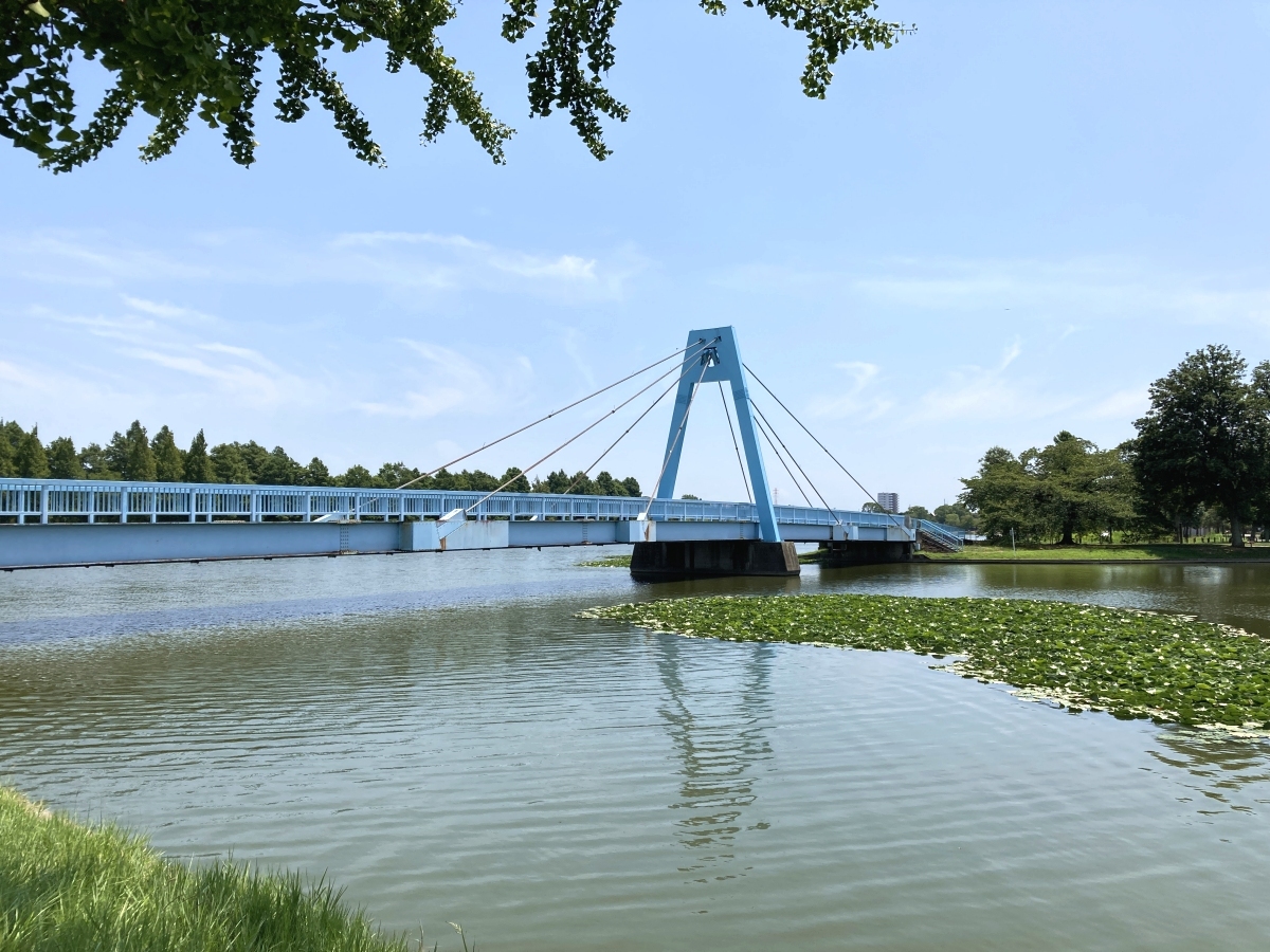 スイレンの葉の一群が浮かぶ小合溜と水元大橋