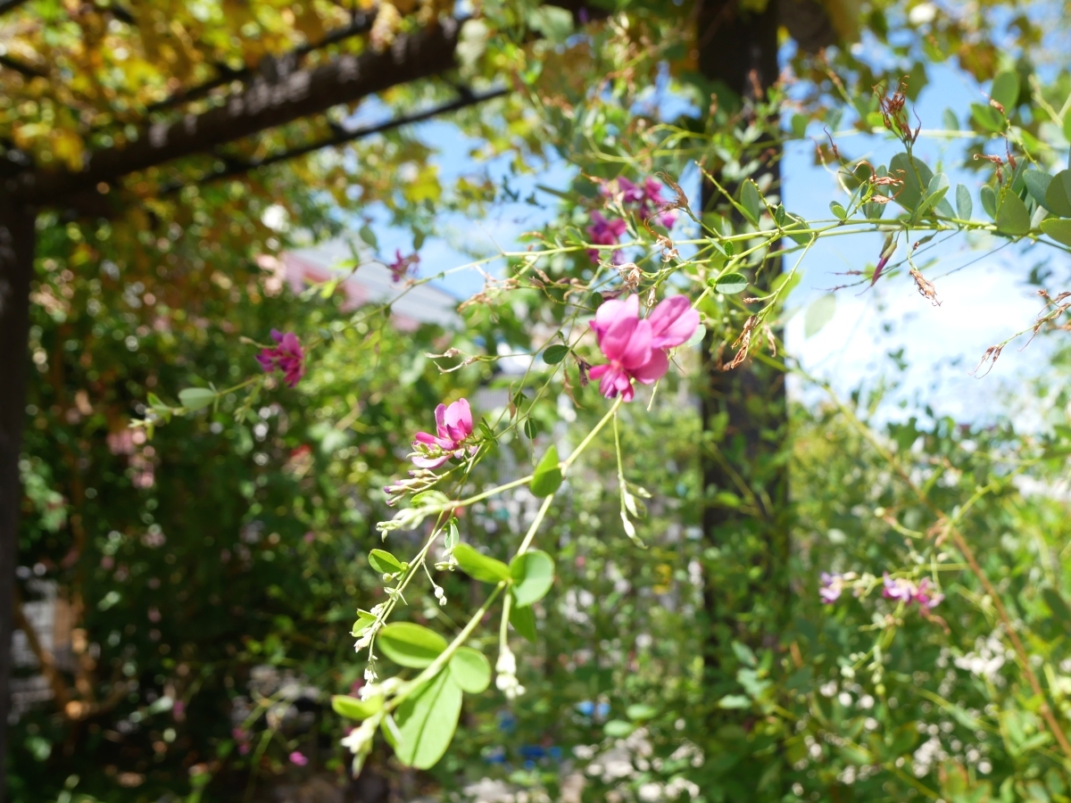 ブドウ棚の下に咲くヤマハギの花