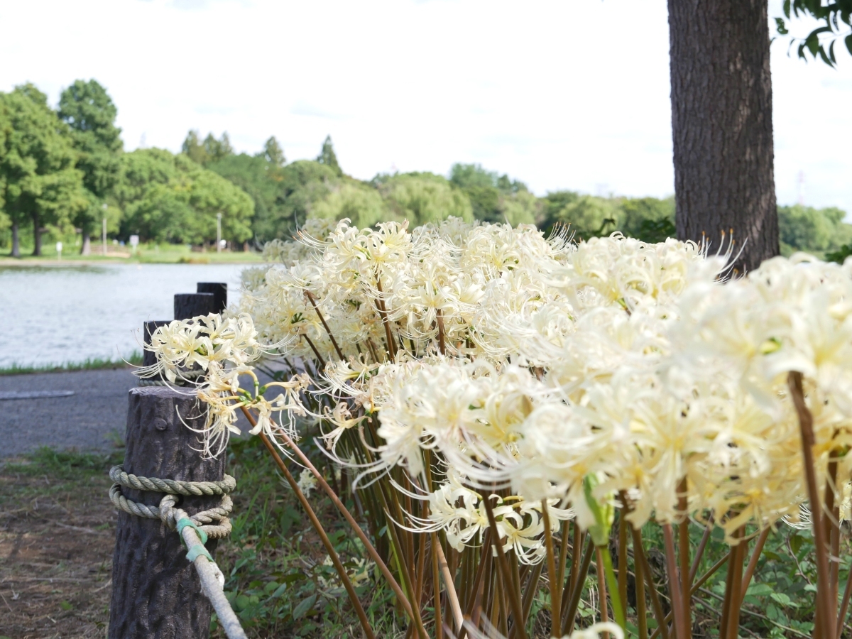小合溜の水に白い花が映える