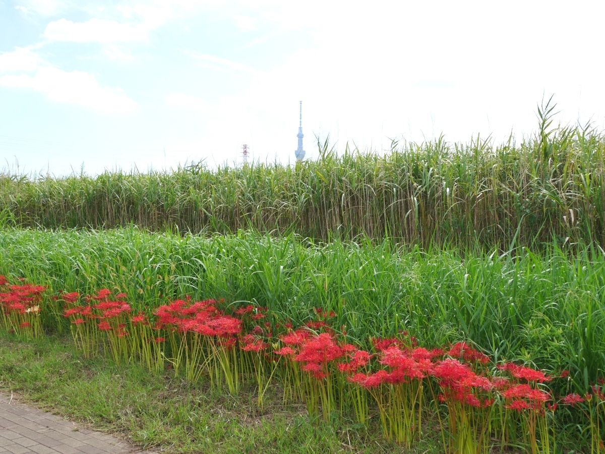 河岸の草地に沿って群生する赤いヒガンバナ