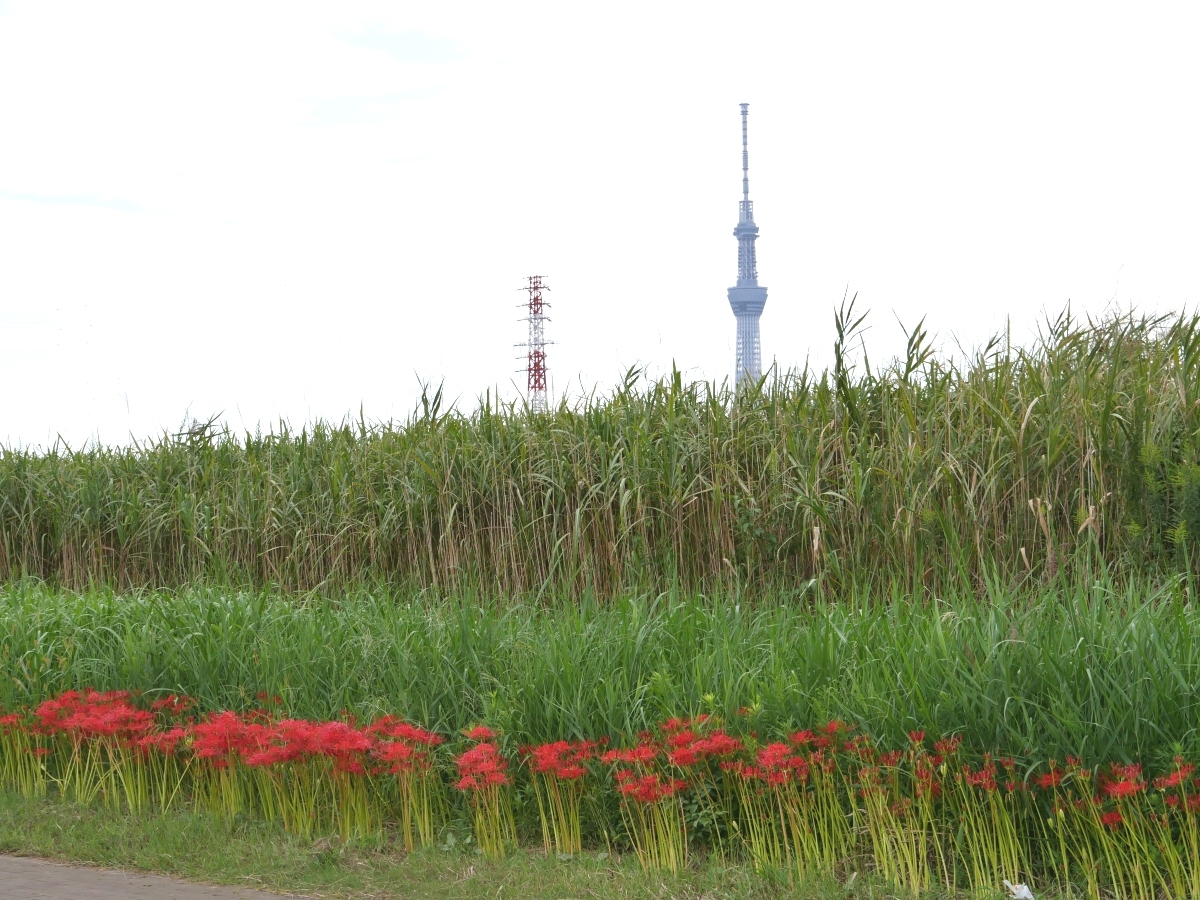 東京スカイツリーと赤いヒガンバナの群生