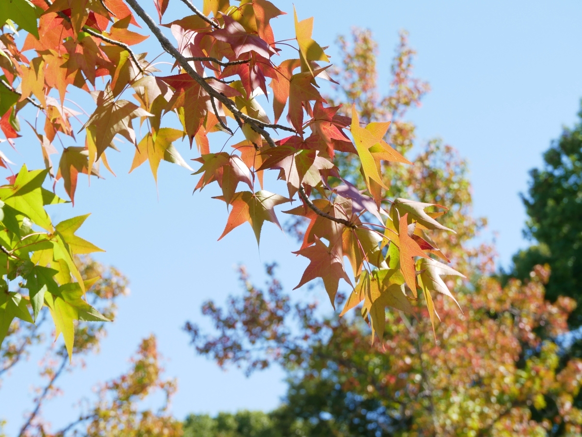 ひと足早い紅葉を満喫