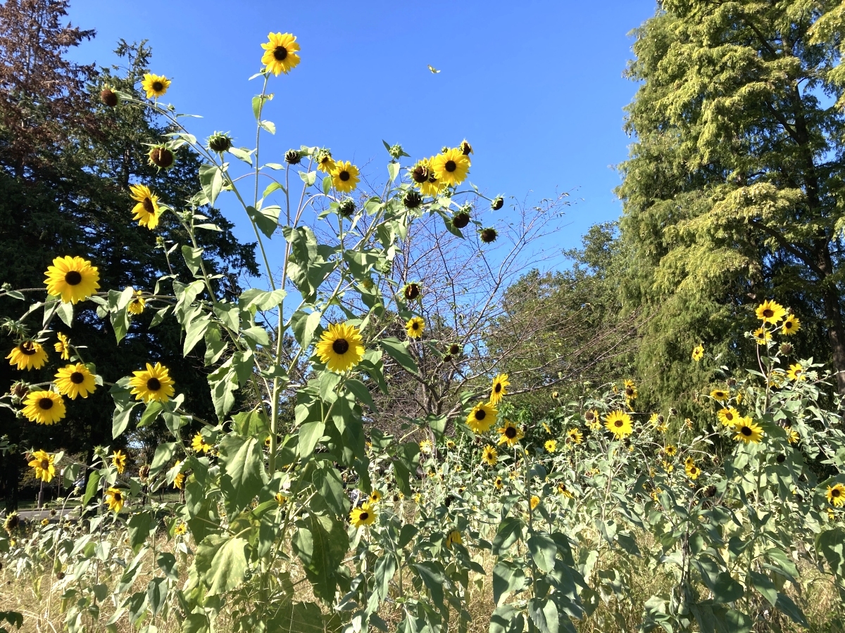 小合溜の水辺に咲く銀葉ヒマワリの一群