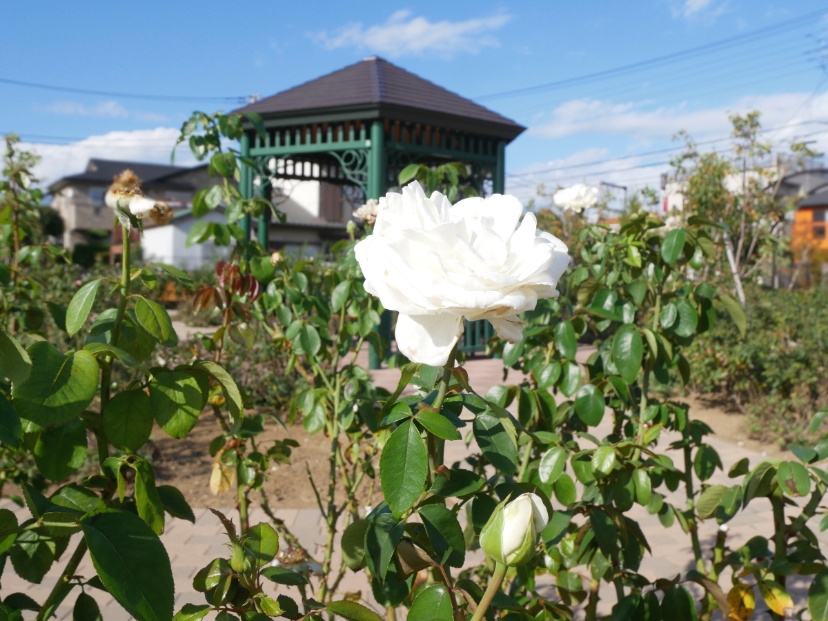 奥戸ローズガーデンのガゼボと白バラ
