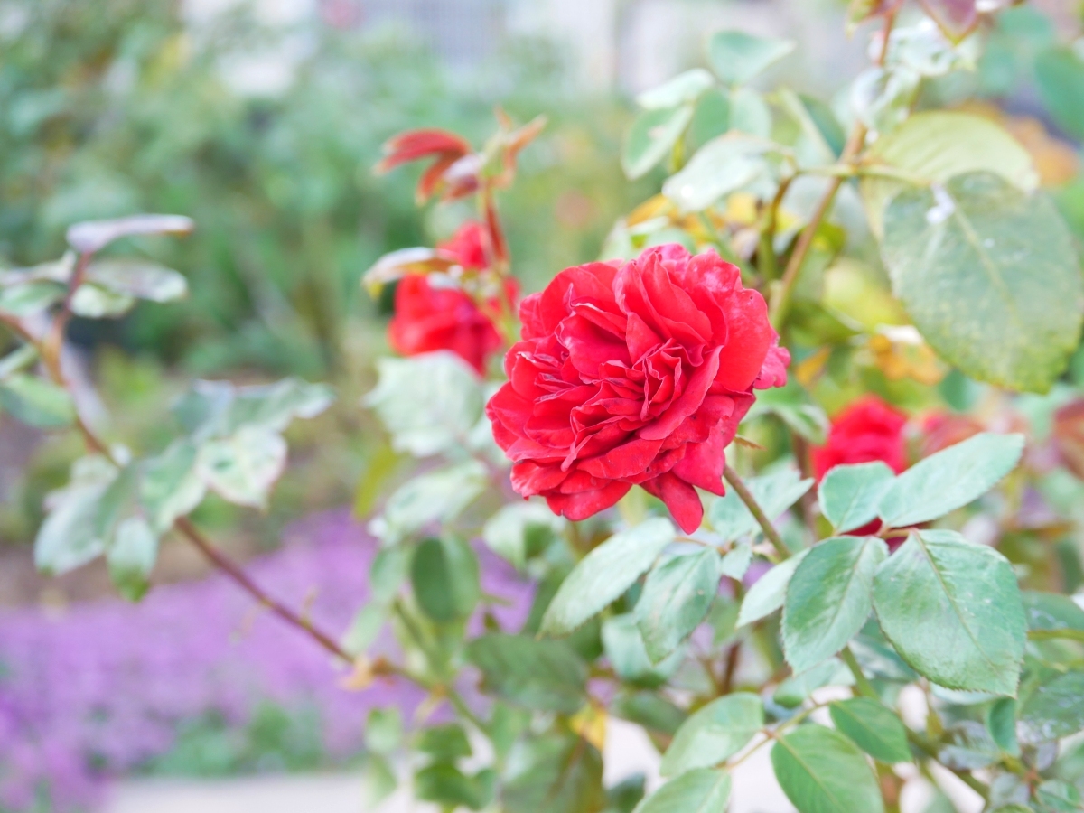 赤バラ「レッドクイーン」が背後の薄紫の小花に映える