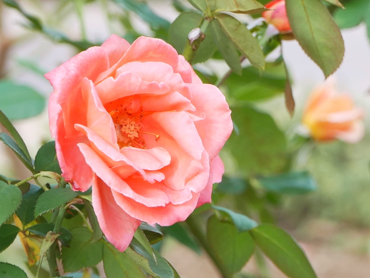 色彩も香りも華やかな「カトリーヌ ドヌーブ」