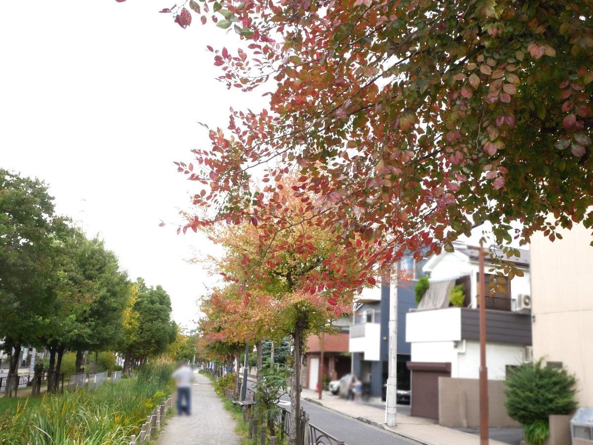 白鳥憩い交流館の近くの散策路を染める並木