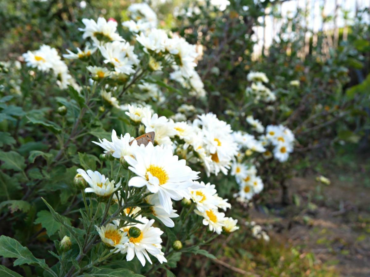 皇帝ダリアのそばで咲く白菊