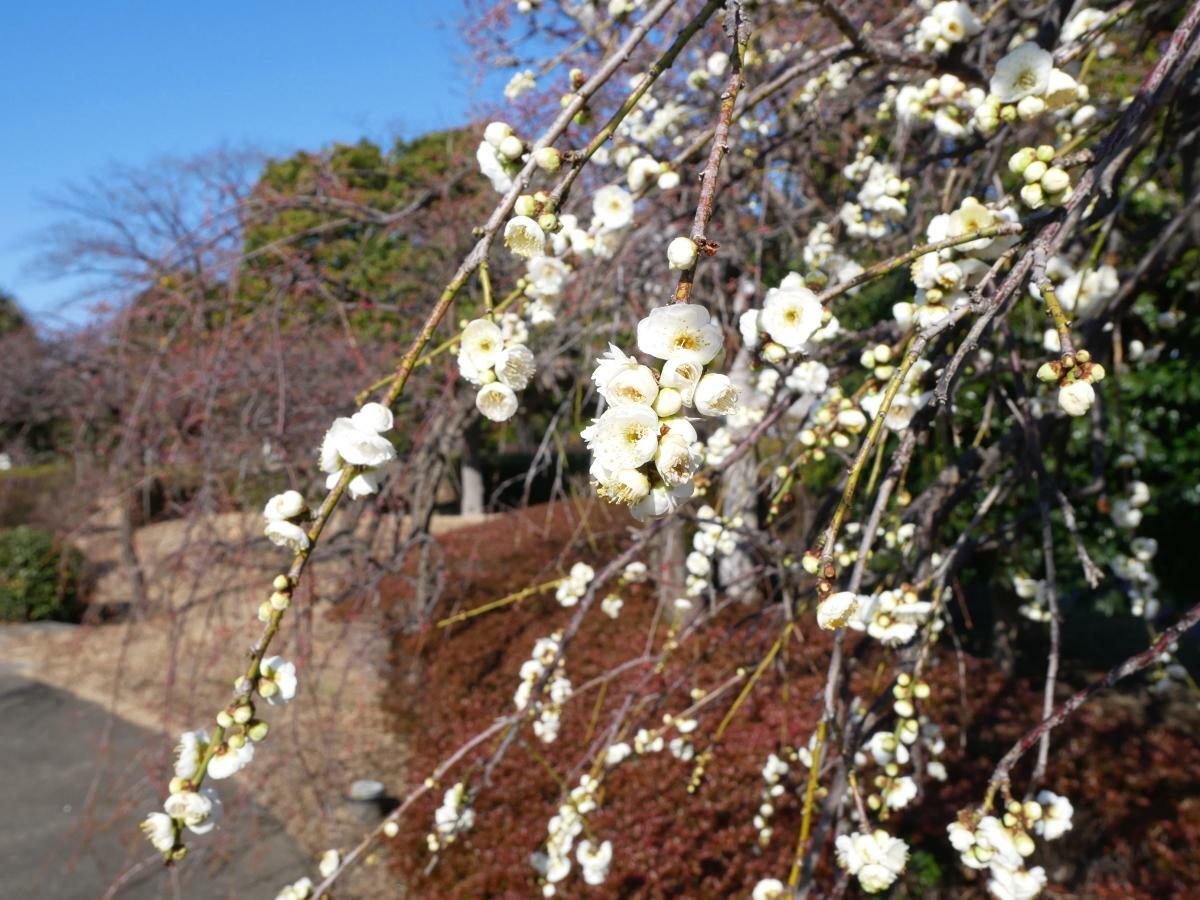 白いしだれ梅が咲く小道の入口