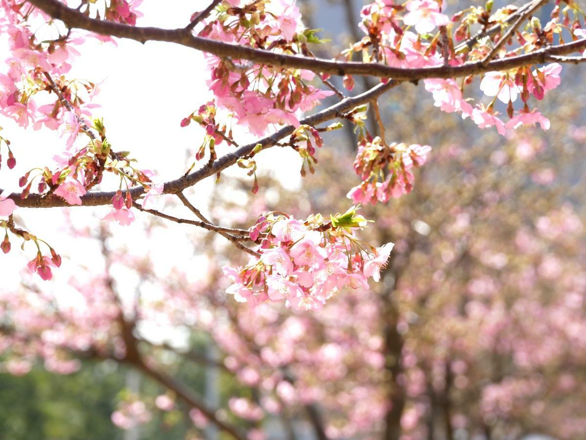 理科大側から見た河津桜の木々