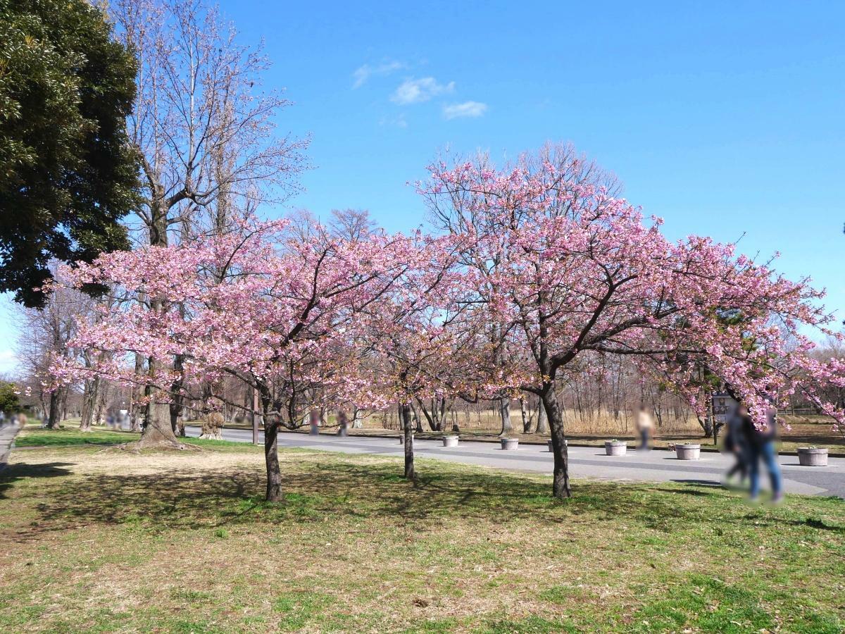 駐車場入り口付近に立つ河津桜の木々