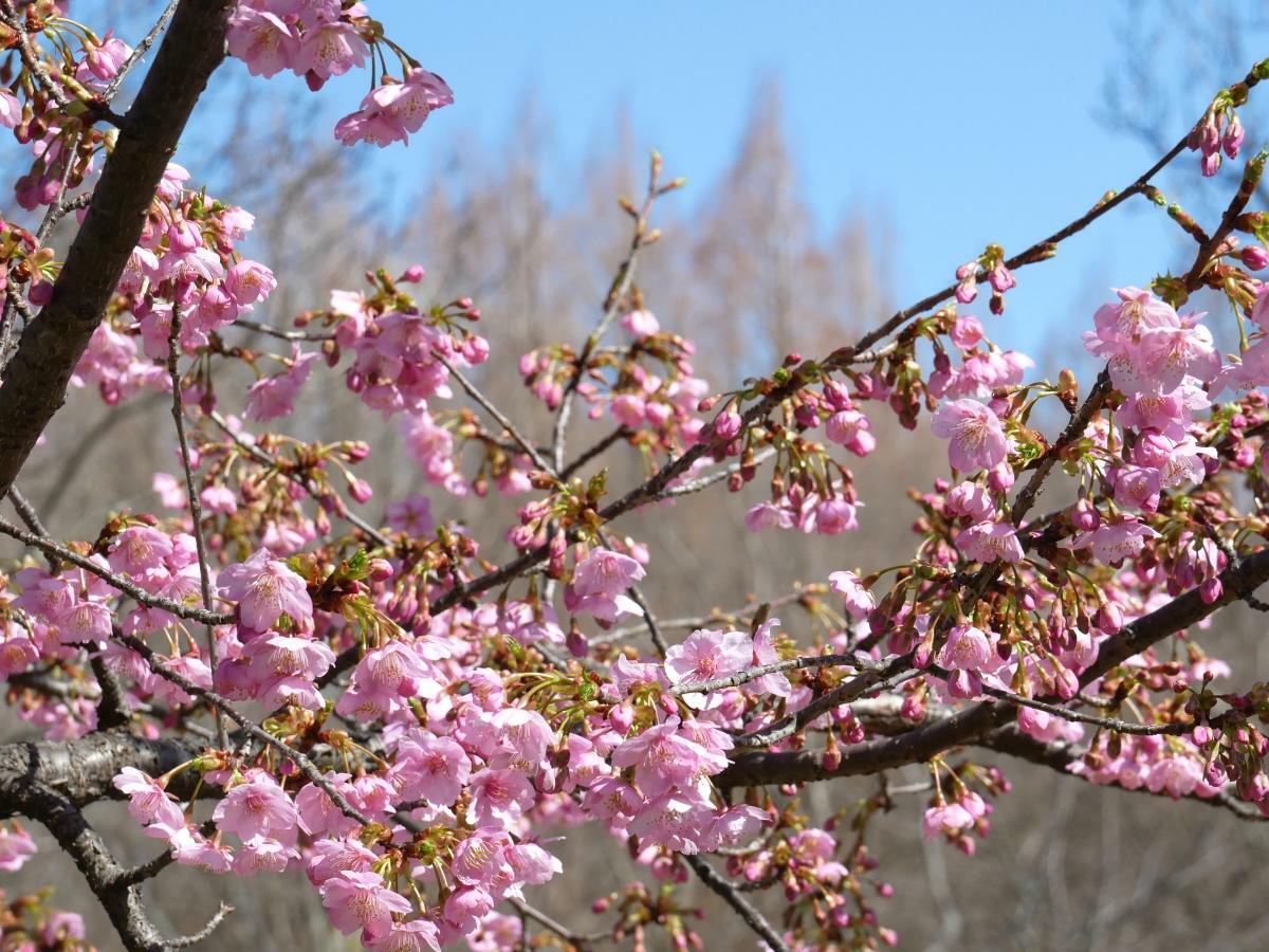 背後のメタセコイアの森に河津桜が映える