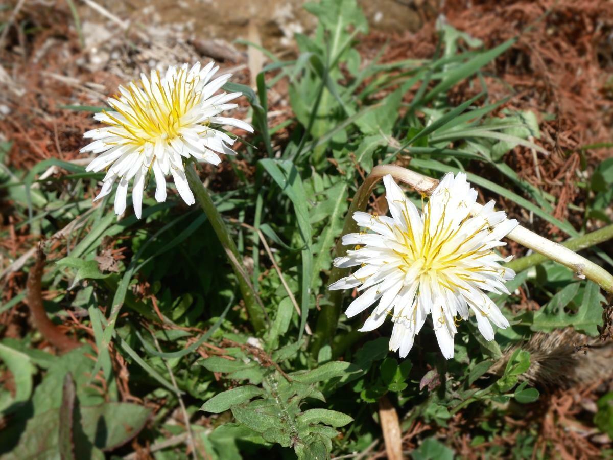 土手に咲くシロバナタンポポ